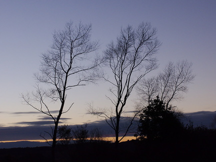 trees-silhouetted-in-twilight-at-campsite-Pureora-2013-06-21-IMG 1814