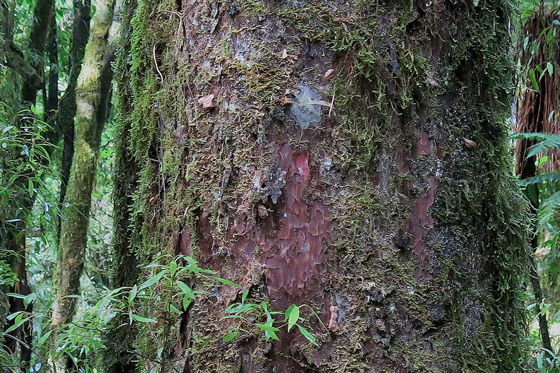 trunk-hammer-marks-bark-of-matai-Prumnopitys-taxifolia-Timber-Track-Pureore-2013-06-22-IMG_1829.jpg