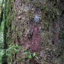 trunk-hammer-marks-bark-of-matai-Prumnopitys-taxifolia-Timber-Track-Pureore-2013-06-22-IMG 1829