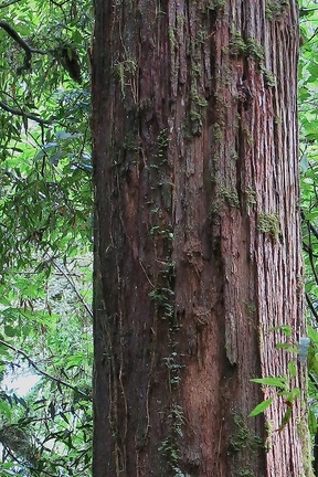 trunk-stringy-bark-of-Podocarpus-totara-Timber-Track-Pureore-2013-06-22-IMG 1823