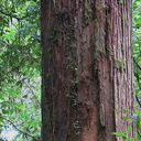 trunk-stringy-bark-of-Podocarpus-totara-Timber-Track-Pureore-2013-06-22-IMG 1823