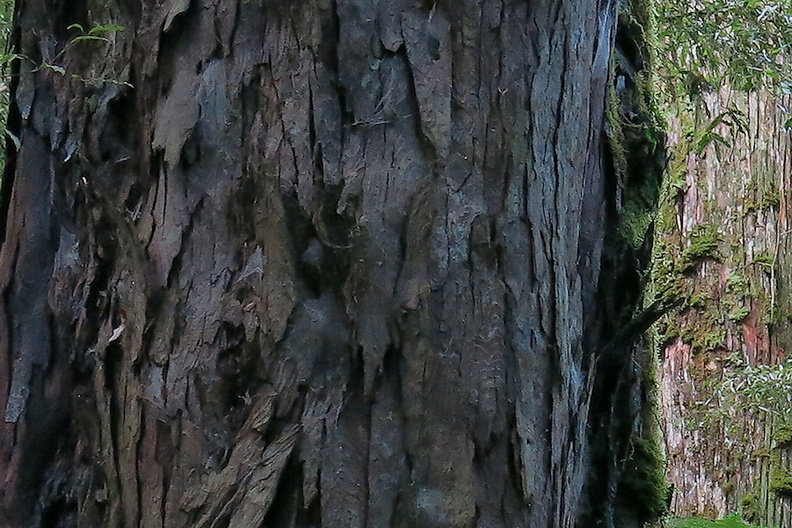trunk-watermarked-bark-of-rimu-Dacrydium-cupressinum-Timber-Track-Pureore-2013-06-22-IMG_1827.jpg
