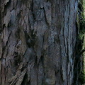 trunk-watermarked-bark-of-rimu-Dacrydium-cupressinum-Timber-Track-Pureore-2013-06-22-IMG_1827.jpg