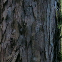 trunk-watermarked-bark-of-rimu-Dacrydium-cupressinum-Timber-Track-Pureore-2013-06-22-IMG 1827