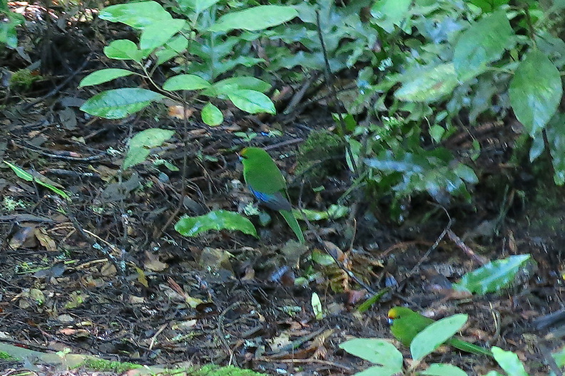 yellow-crowned-parakeet-kakariki-Cyanoramphus-auriceps-Timber-Track-Pureore-2013-06-22-IMG_1818.jpg