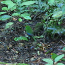 yellow-crowned-parakeet-kakariki-Cyanoramphus-auriceps-Timber-Track-Pureore-2013-06-22-IMG 1818