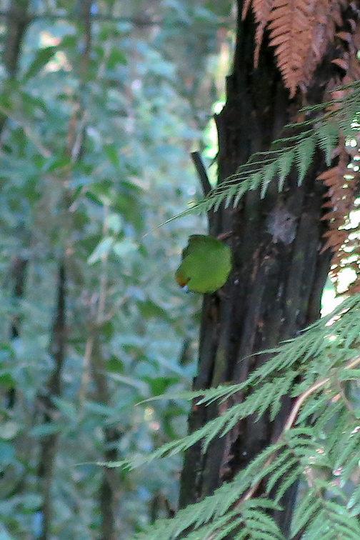 yellow-crowned-parakeet-kakariki-Cyanoramphus-auriceps-Timber-Track-Pureore-2013-06-22-IMG 1821