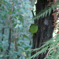 yellow-crowned-parakeet-kakariki-Cyanoramphus-auriceps-Timber-Track-Pureore-2013-06-22-IMG 1821