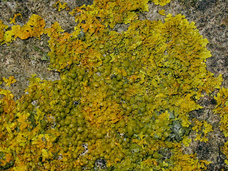 yellow-lichen-on-fossil-bearing-limestone-rocks-Mangapohue-Natural-Bridge-2013-06-20-IMG_1707.jpg