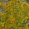 yellow-lichen-on-fossil-bearing-limestone-rocks-Mangapohue-Natural-Bridge-2013-06-20-IMG 1707