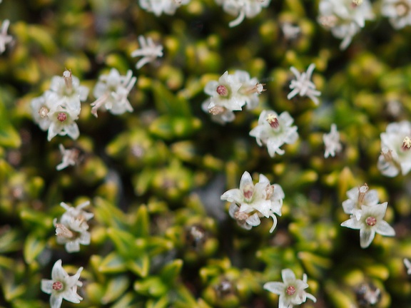 Abrotanella-sp-cushion-plant-Asteraceae-near-ski-area-Tongariro-2015-11-05-IMG 2499