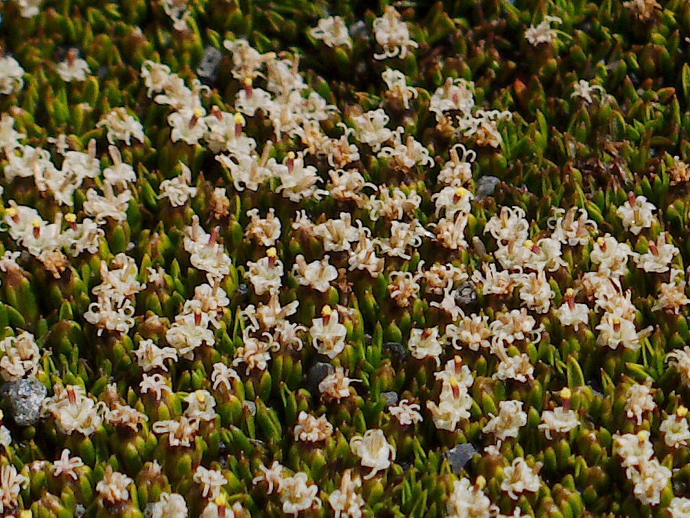 Abrotanella-sp-cushion-plant-Asteraceae-near-ski-area-Tongariro-2015-11-05-IMG 6228