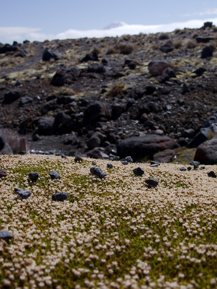 Abrotanella-sp-cushion-plant-Asteraceae-near-ski-area-Tongariro-2015-11-05-IMG 6233