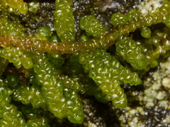 Acrocladium-auriculatum-moss--at-campsite-Tongariro-2015-11-04-IMG 2491