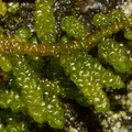 Acrocladium-auriculatum-moss--at-campsite-Tongariro-2015-11-04-IMG 2491