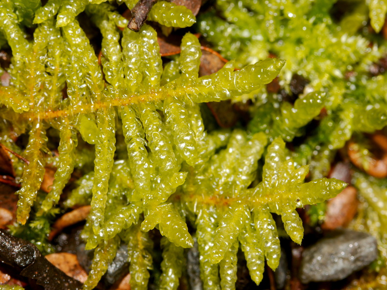 Acrocladium-auriculatum-moss--at-campsite-Tongariro-2015-11-04-IMG 2494