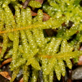Acrocladium-auriculatum-moss--at-campsite-Tongariro-2015-11-04-IMG 2494