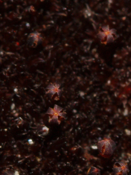 Andreaea-rupestris-red-lantern-moss-valvate-capsules-near-ski-area-Tongariro-2015-11-05-IMG_2515.jpg