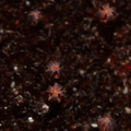 Andreaea-rupestris-red-lantern-moss-valvate-capsules-near-ski-area-Tongariro-2015-11-05-IMG 2515