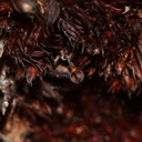 Andreaea-rupestris-red-lantern-moss-valvate-capsules-near-ski-area-Tongariro-2015-11-05-IMG 2517