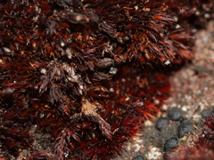 Andreaea-rupestris-red-lantern-moss-valvate-capsules-near-ski-area-Tongariro-2015-11-05-IMG 2521