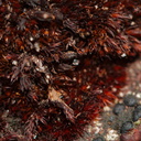 Andreaea-rupestris-red-lantern-moss-valvate-capsules-near-ski-area-Tongariro-2015-11-05-IMG 2521