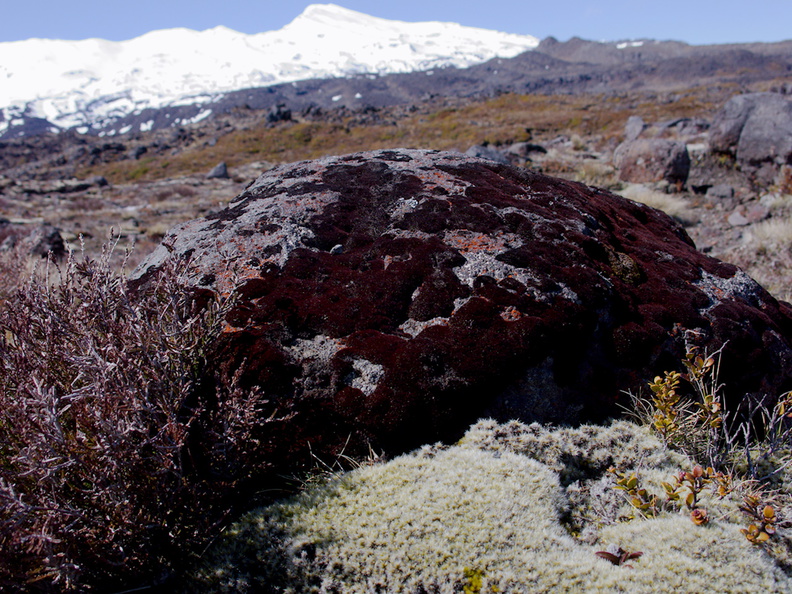 Andreaea-rupestris-red-lantern-moss-valvate-capsules-near-ski-area-Tongariro-2015-11-05-IMG_6261.jpg