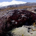 Andreaea-rupestris-red-lantern-moss-valvate-capsules-near-ski-area-Tongariro-2015-11-05-IMG 6261