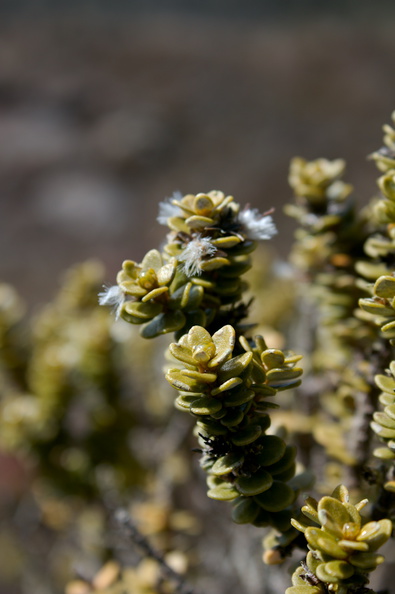 Brachyglottis-bidwillii-Asteraceae-shrub-senecio-group-Silica-Rapids-Track-Tongariro-2015-11-02-IMG 2474