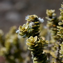 Brachyglottis-bidwillii-Asteraceae-shrub-senecio-group-Silica-Rapids-Track-Tongariro-2015-11-02-IMG 2474