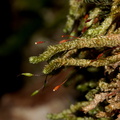 Cladomnion-ericoides-moss-Lake-Rotapounamou-Tongariro-2015-11-01-IMG 2371