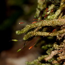 Cladomnion-ericoides-moss-Lake-Rotapounamou-Tongariro-2015-11-01-IMG 2371
