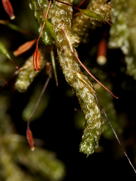 Cladomnion-ericoides-moss-Lake-Rotapounamou-Tongariro-2015-11-01-IMG 2372