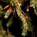 Cladomnion-ericoides-moss-Lake-Rotapounamou-Tongariro-2015-11-01-IMG 2372