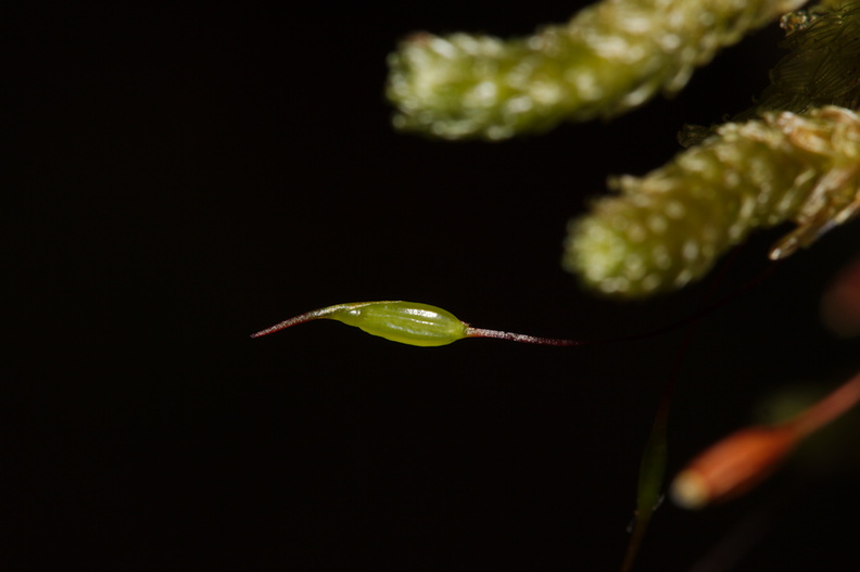 Cladomnion-ericoides-moss-Lake-Rotapounamou-Tongariro-2015-11-01-IMG_2374.jpg