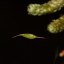 Cladomnion-ericoides-moss-Lake-Rotapounamou-Tongariro-2015-11-01-IMG 2374