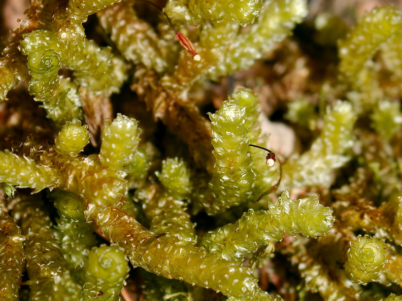 Cladomnion-ericoides-moss-Silica-Rapids-Track-Tongariro-2015-11-02-IMG_2431.jpg