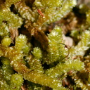 Cladomnion-ericoides-moss-Silica-Rapids-Track-Tongariro-2015-11-02-IMG 2431