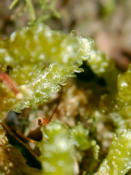 Cladomnion-ericoides-moss-Silica-Rapids-Track-Tongariro-2015-11-02-IMG 2433