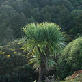 Cordyline-australis-cabbage-tree-SH47-25-06-2011-IMG_2536.jpg