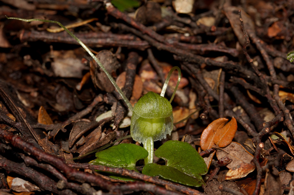 Corybas-trilobus-spider-orchid-Silica-Rapids-Track-Tongariro-2015-11-02-IMG 2398