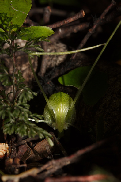 Corybas-trilobus-spider-orchid-Silica-Rapids-Track-Tongariro-2015-11-02-IMG_2402.jpg