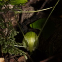 Corybas-trilobus-spider-orchid-Silica-Rapids-Track-Tongariro-2015-11-02-IMG 2402