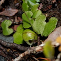 Corybas-trilobus-spider-orchid-Silica-Rapids-Track-Tongariro-2015-11-02-IMG 2437