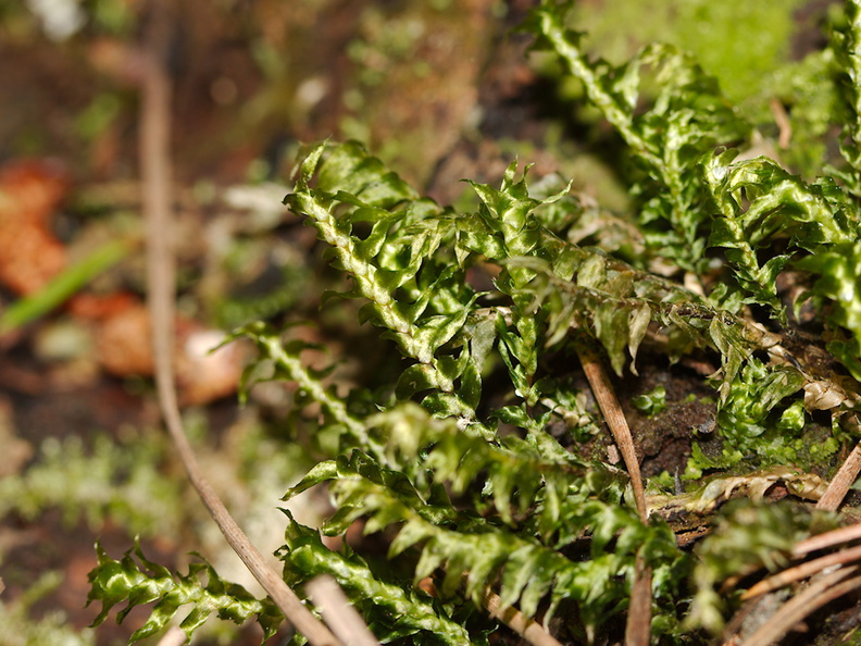Cyathophorum-bulbosum-moss-Tongariro-River-Walk-2015-10-31-IMG 2360