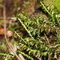 Cyathophorum-bulbosum-moss-Tongariro-River-Walk-2015-10-31-IMG 2360