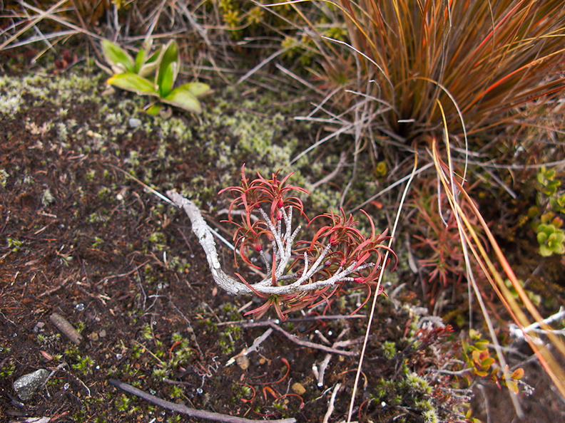 Dracophyllum-sp-or-indet-in-alpine-scrub-Taranaki-Falls-Tongariro-24-06-2011-IMG_8804.jpg