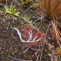 Dracophyllum-sp-or-indet-in-alpine-scrub-Taranaki-Falls-Tongariro-24-06-2011-IMG 8804