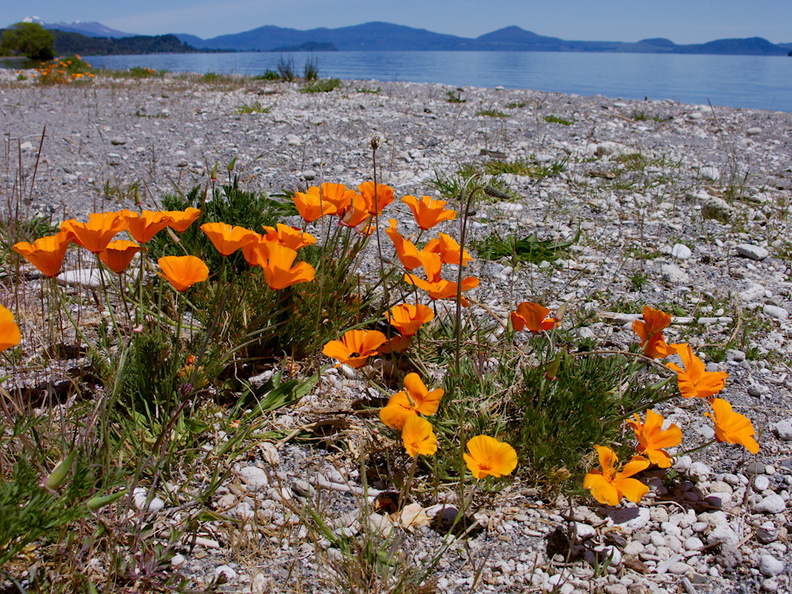 Eschscholtzia-California-poppies-at-mouth-of-Hinemaia-Stream-2015-11-07-IMG_6358.jpg