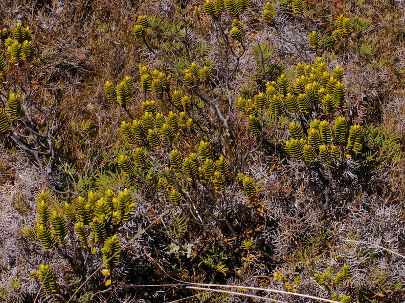 Hebe-shrubs-with-perfect-distichous-leaves-Silica-Rapids-Track-Tongariro-2015-11-02-IMG 6204